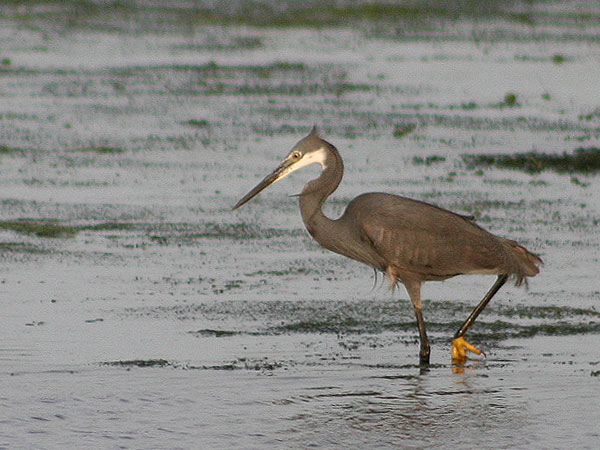 Western Reef Heron