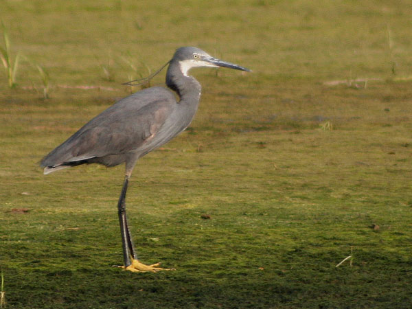 Western Reef Heron