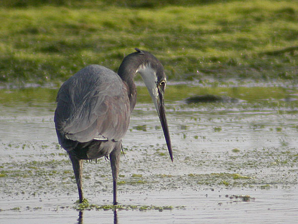 Western Reef Heron