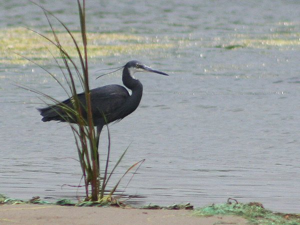 Western Reef Heron