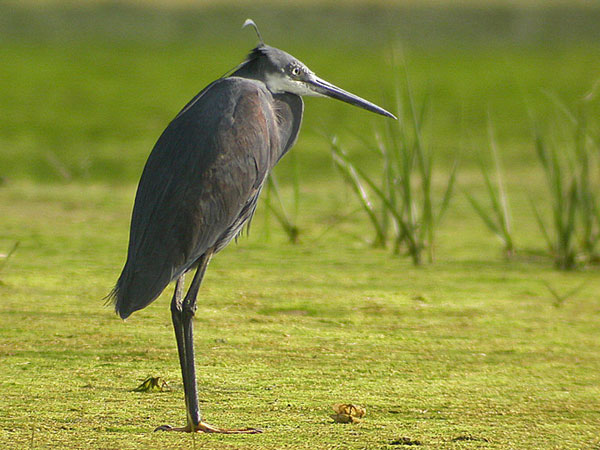 Western Reef Heron
