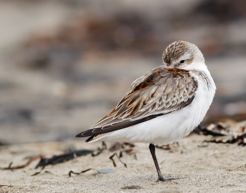Western Sandpiper