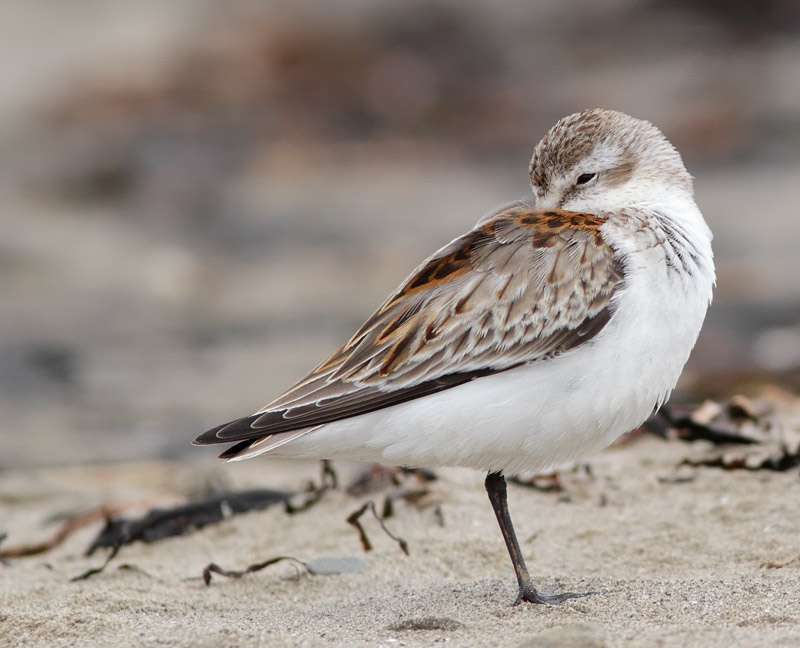 Western Sandpiper