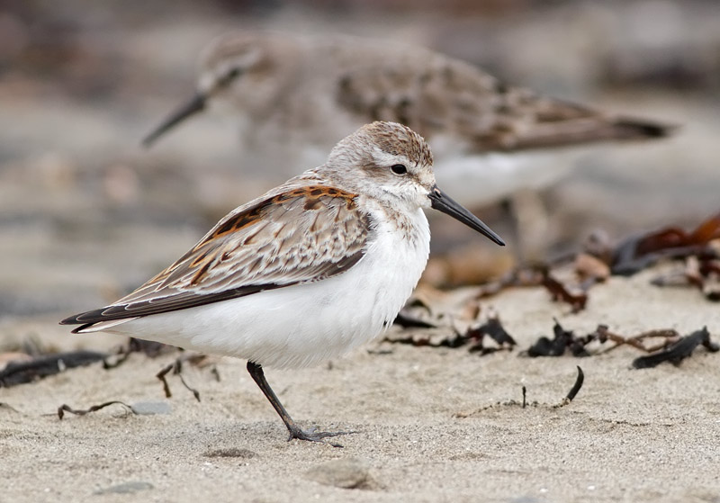 Western Sandpiper