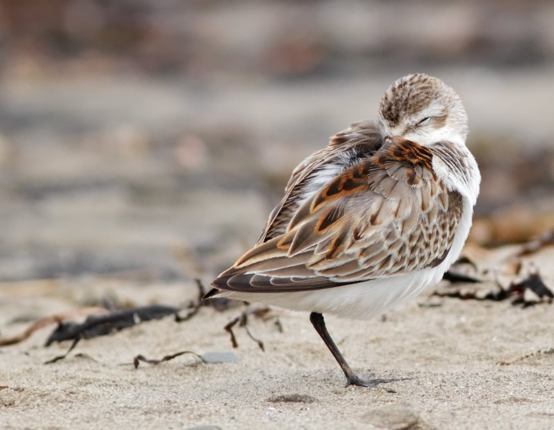 Western Sandpiper