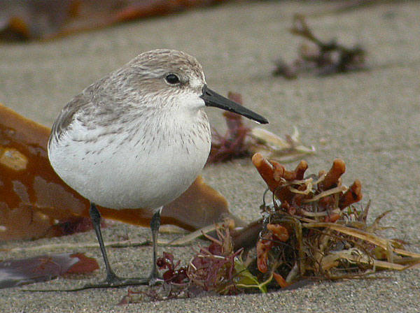 Western Sandpiper