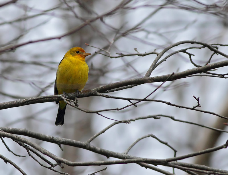 Western Tanager