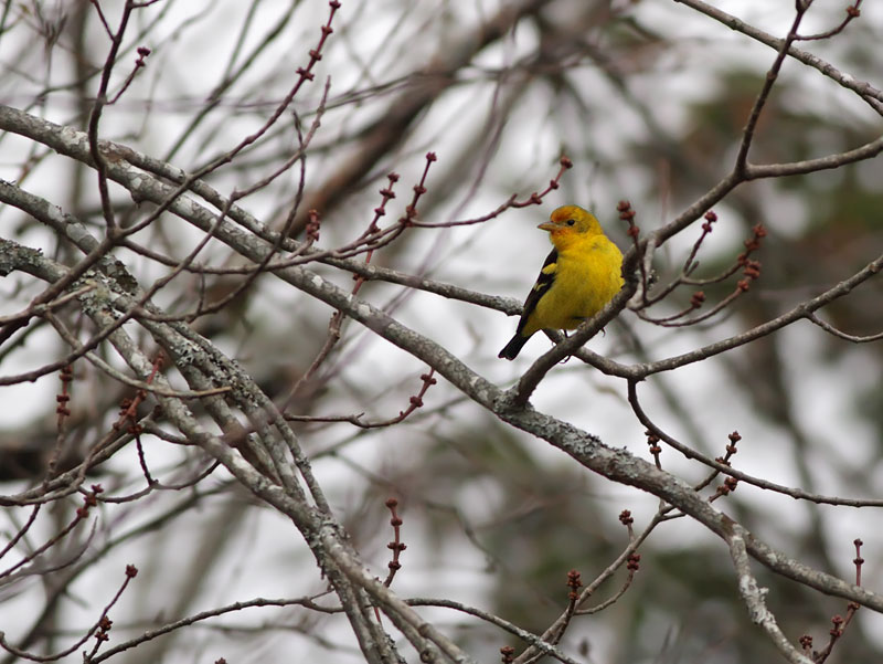Scarlett Tanager