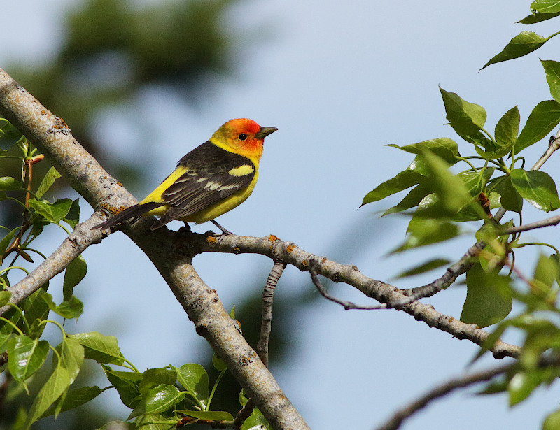Western Tanager