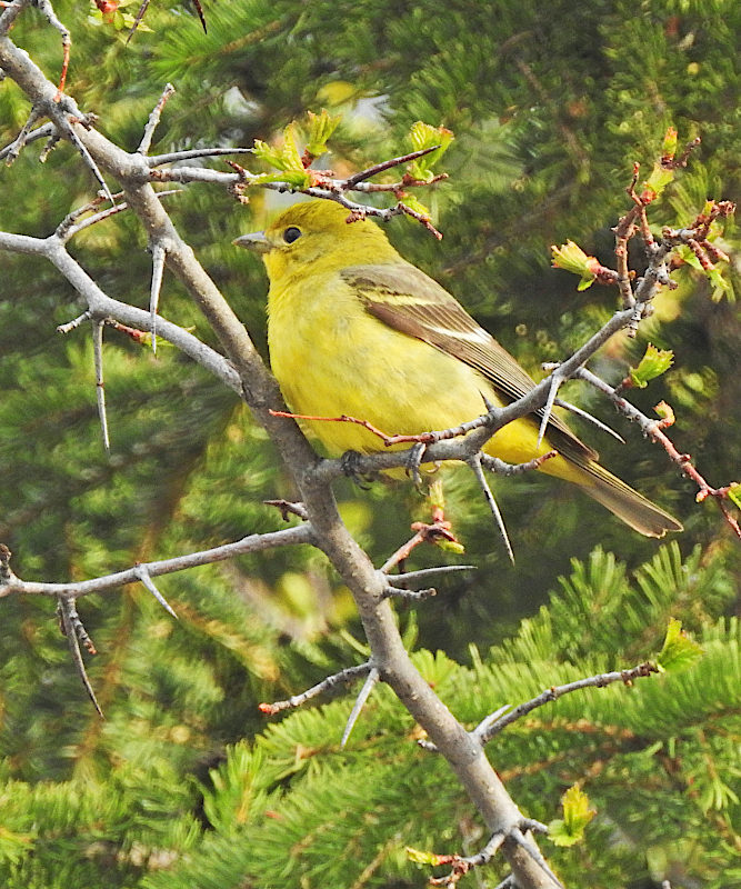 Scarlett Tanager