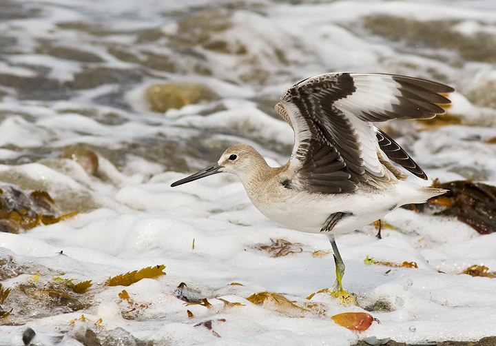 Western Willet