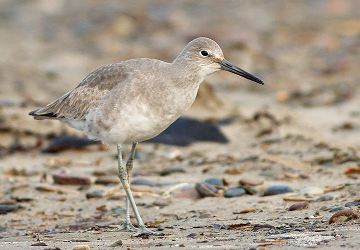 Western Willet