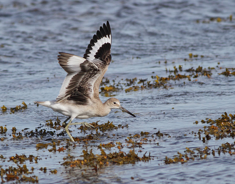 Western Willet