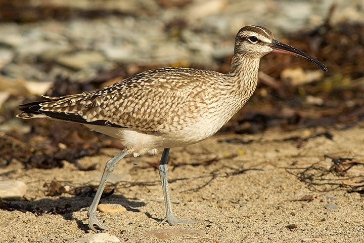 Whimbrel