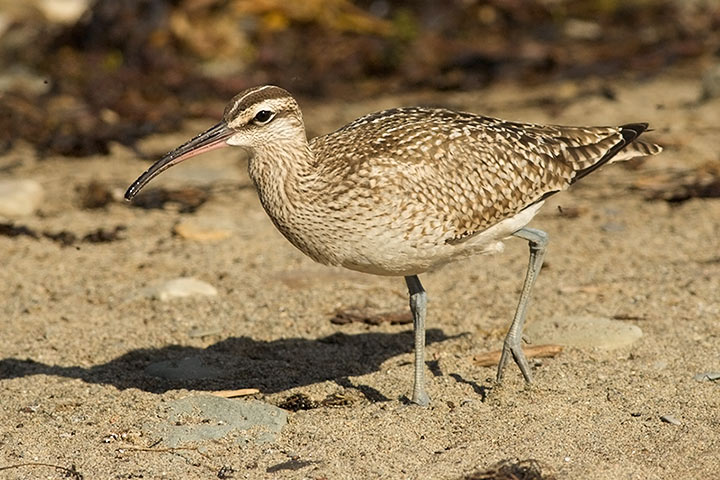 Whimbrel