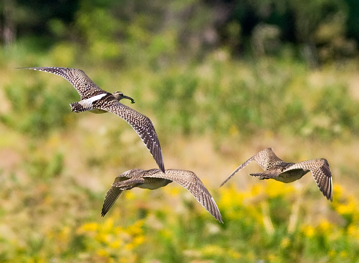 Whimbrel