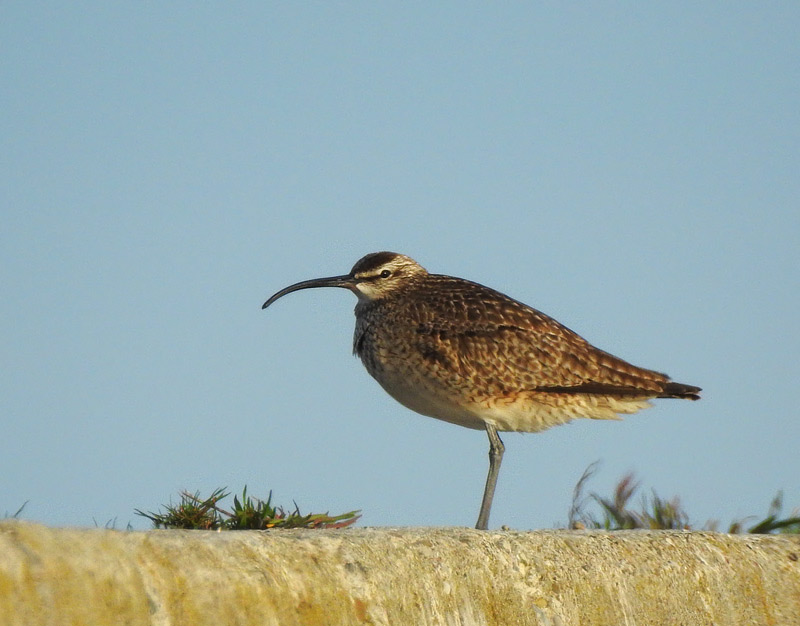 Whimbrel