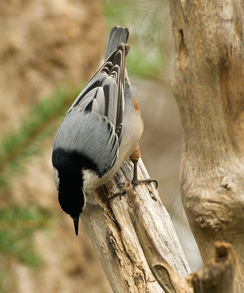 White-breasted Nuthatch