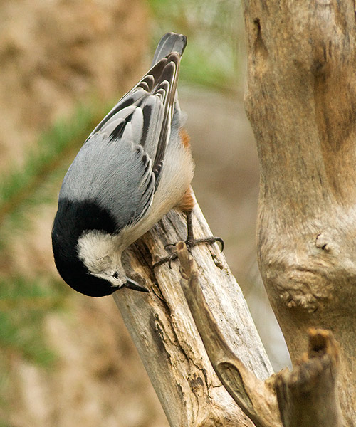 White-breasted Nuthatch