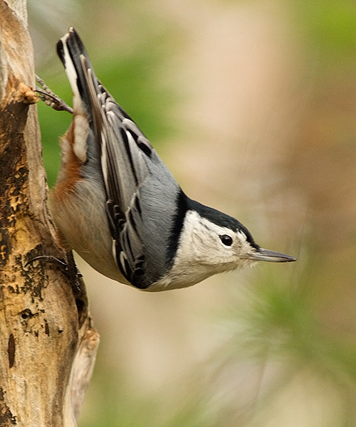 White-breasted Nuthatch