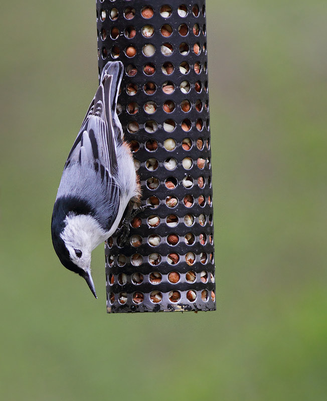 White-breasted Nuthatch