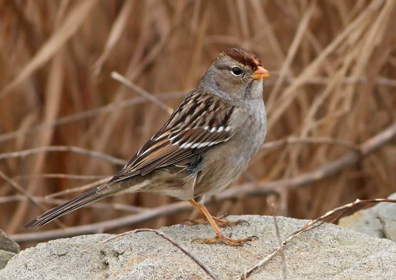 White-crowned Sparrow