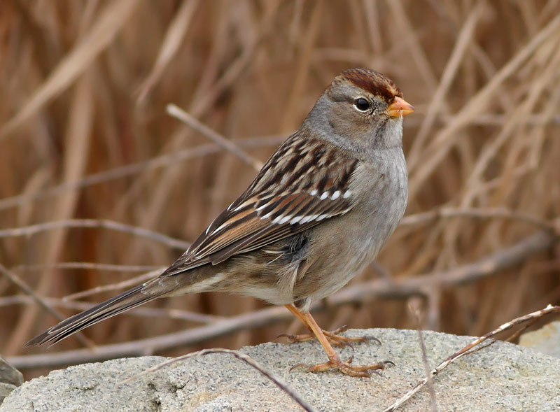 White-crowned Sparrow