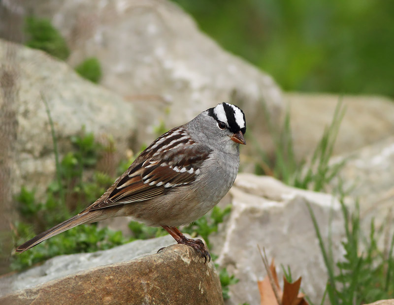 White-crowned Sparrow