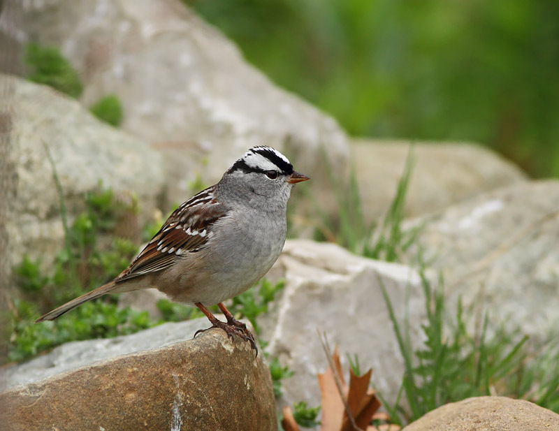 White-crowned Sparrow