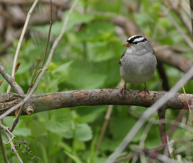 White-crowned Sparrow