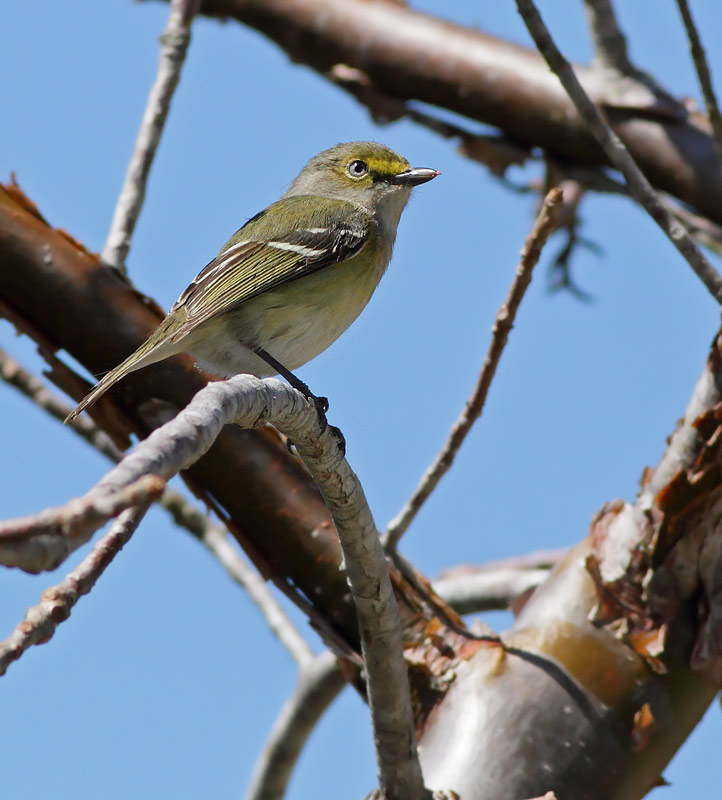 White-eyed Vireo