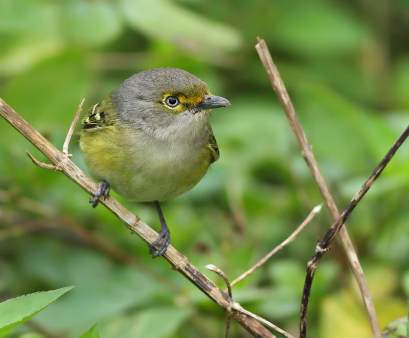 White-eyed Vireo