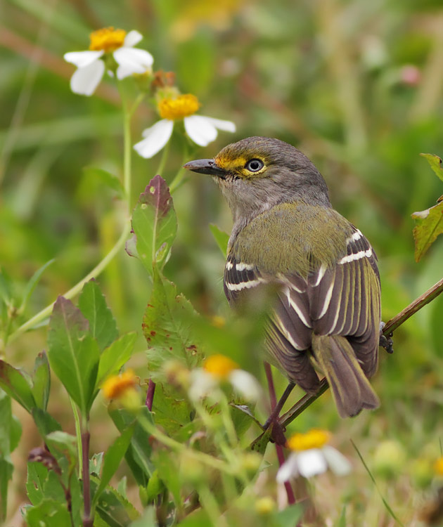 White-eyed Vireo