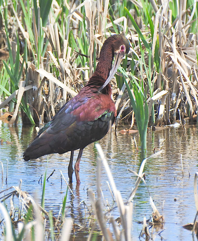 White-faced Ibis