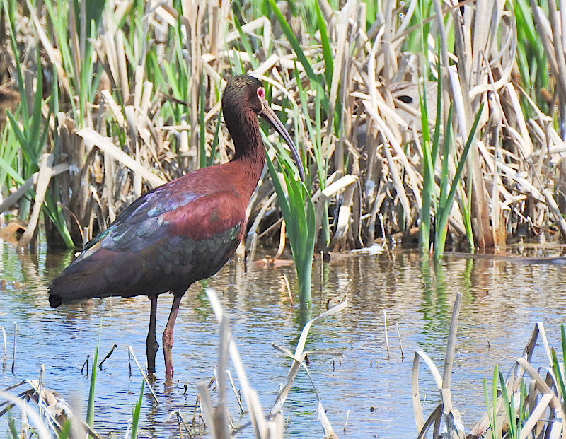 White-faced Ibis