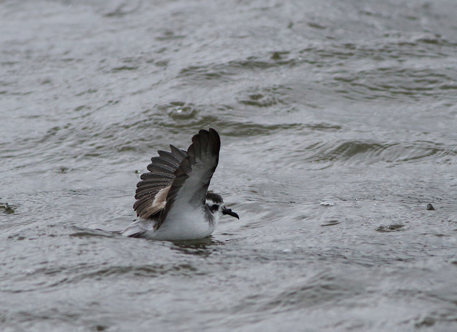 White-faced Storm-petrel