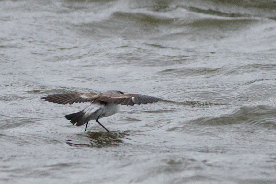 White-faced Storm-petrel