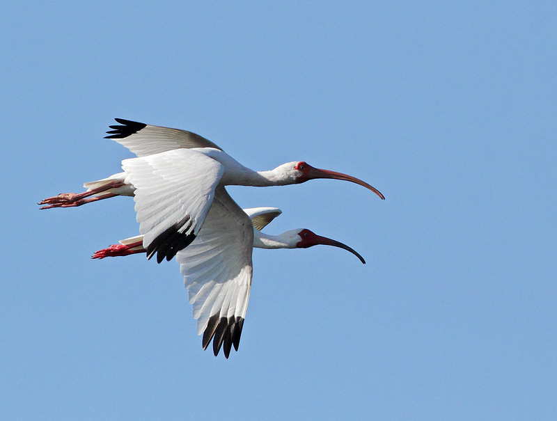 White Ibis