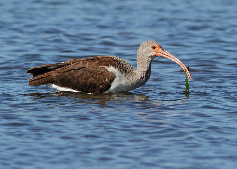 White Ibis