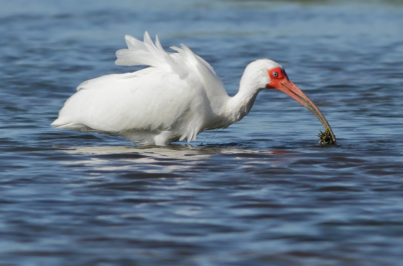 White Ibis