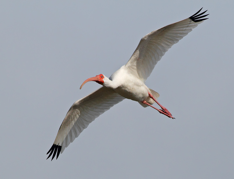 White Ibis