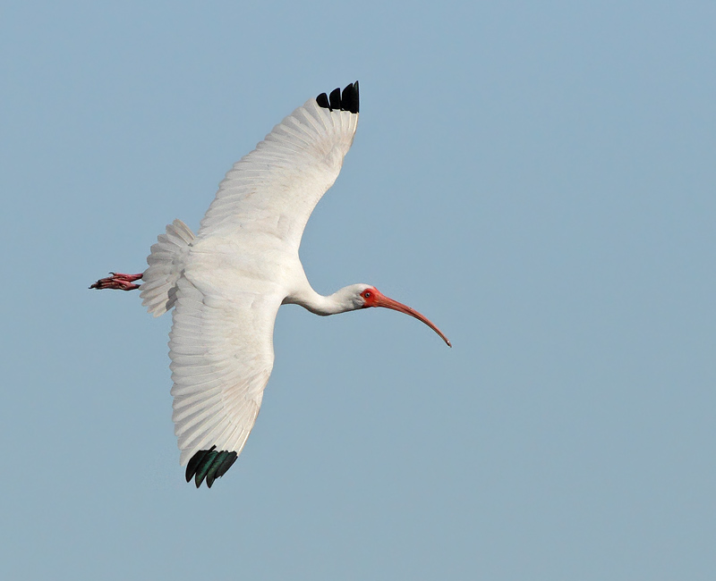 White Ibis