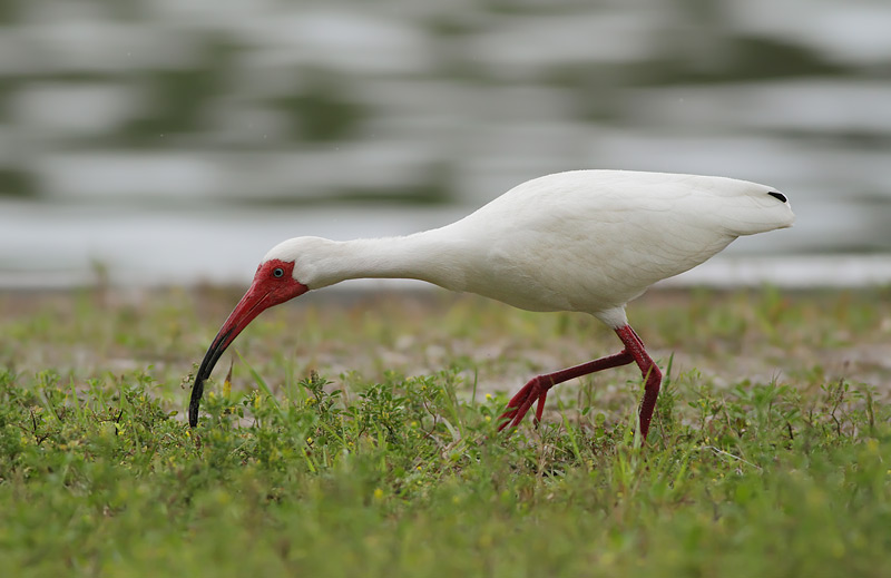 White Ibis