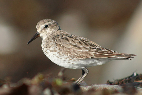 White-rumped Sandpiper