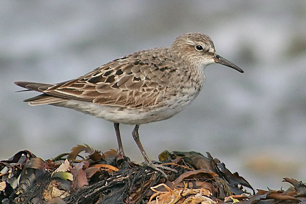 White-rumped Sandpiper