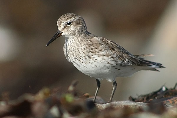 White-rumped Sandpiper