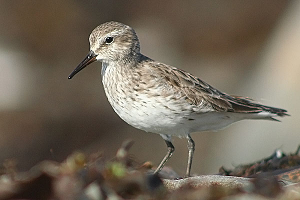 White-rumped Sandpiper