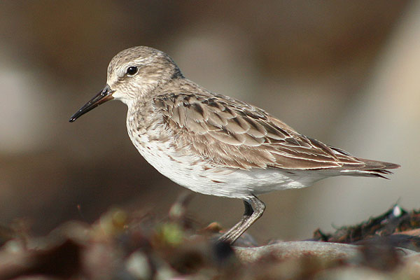 White-rumped Sandpiper