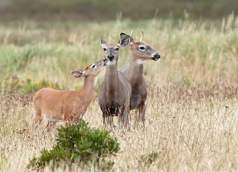 White-tailed Deer
