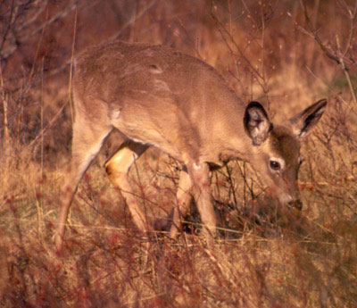 White-tailed Deer